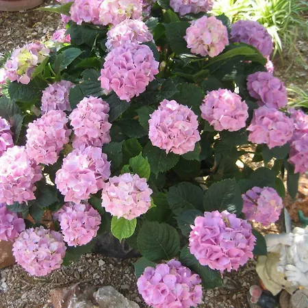 Sinisa Apartamento Sevid