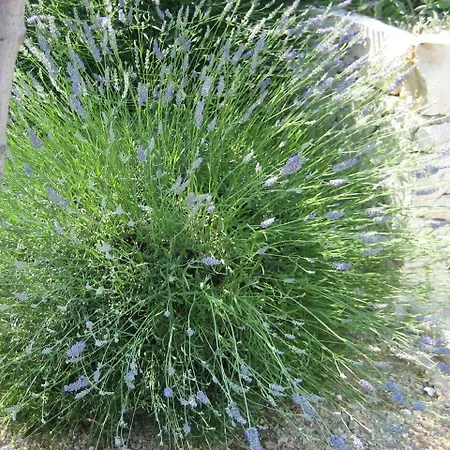 Sinisa Apartamento *